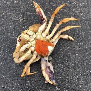 Meet your Posher, Jake